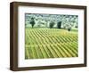 Italy, Tuscany. Vineyard and Olive Grove in the Chianti Region-Julie Eggers-Framed Photographic Print