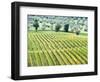 Italy, Tuscany. Vineyard and Olive Grove in the Chianti Region-Julie Eggers-Framed Photographic Print