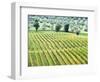 Italy, Tuscany. Vineyard and Olive Grove in the Chianti Region-Julie Eggers-Framed Photographic Print