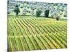 Italy, Tuscany. Vineyard and Olive Grove in the Chianti Region-Julie Eggers-Stretched Canvas