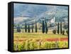 Italy, Tuscany. Vineyard and Olive Trees with the Abbey of Sant Antimo-Julie Eggers-Framed Stretched Canvas