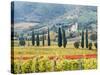 Italy, Tuscany. Vineyard and Olive Trees with the Abbey of Sant Antimo-Julie Eggers-Stretched Canvas
