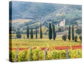 Italy, Tuscany. Vineyard and Olive Trees with the Abbey of Sant Antimo-Julie Eggers-Stretched Canvas