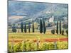 Italy, Tuscany. Vineyard and Olive Trees with the Abbey of Sant Antimo-Julie Eggers-Mounted Photographic Print