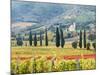 Italy, Tuscany. Vineyard and Olive Trees with the Abbey of Sant Antimo-Julie Eggers-Mounted Photographic Print