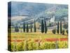 Italy, Tuscany. Vineyard and Olive Trees with the Abbey of Sant Antimo-Julie Eggers-Stretched Canvas