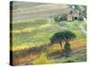 Italy, Tuscany. Vineyard and Trees in the Chianti Region-Julie Eggers-Stretched Canvas
