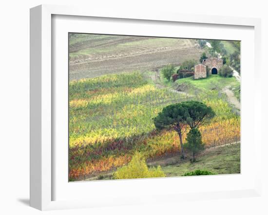 Italy, Tuscany. Vineyard and Trees in the Chianti Region-Julie Eggers-Framed Premium Photographic Print