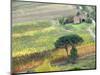Italy, Tuscany. Vineyard and Trees in the Chianti Region-Julie Eggers-Mounted Photographic Print
