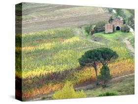 Italy, Tuscany. Vineyard and Trees in the Chianti Region-Julie Eggers-Stretched Canvas