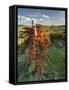 Italy,Tuscany. Vineyard in Autumn in the Chianti Region of Tuscany-Julie Eggers-Framed Stretched Canvas