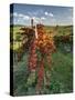 Italy,Tuscany. Vineyard in Autumn in the Chianti Region of Tuscany-Julie Eggers-Stretched Canvas