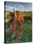 Italy,Tuscany. Vineyard in Autumn in the Chianti Region of Tuscany-Julie Eggers-Stretched Canvas