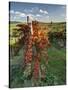 Italy,Tuscany. Vineyard in Autumn in the Chianti Region of Tuscany-Julie Eggers-Stretched Canvas