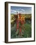 Italy,Tuscany. Vineyard in Autumn in the Chianti Region of Tuscany-Julie Eggers-Framed Photographic Print
