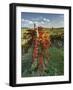 Italy,Tuscany. Vineyard in Autumn in the Chianti Region of Tuscany-Julie Eggers-Framed Photographic Print