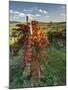 Italy,Tuscany. Vineyard in Autumn in the Chianti Region of Tuscany-Julie Eggers-Mounted Photographic Print