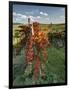 Italy,Tuscany. Vineyard in Autumn in the Chianti Region of Tuscany-Julie Eggers-Framed Photographic Print