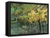 Italy, Tuscany. Vineyard in Autumn in the Chianti Region of Tuscany-Julie Eggers-Framed Stretched Canvas