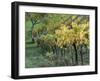 Italy, Tuscany. Vineyard in Autumn in the Chianti Region of Tuscany-Julie Eggers-Framed Premium Photographic Print