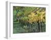 Italy, Tuscany. Vineyard in Autumn in the Chianti Region of Tuscany-Julie Eggers-Framed Premium Photographic Print