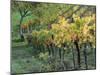 Italy, Tuscany. Vineyard in Autumn in the Chianti Region of Tuscany-Julie Eggers-Mounted Premium Photographic Print