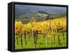 Italy, Tuscany. Vineyard in Autumn in the Chianti Region of Tuscany-Julie Eggers-Framed Stretched Canvas