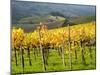 Italy, Tuscany. Vineyard in Autumn in the Chianti Region of Tuscany-Julie Eggers-Mounted Premium Photographic Print