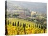 Italy, Tuscany. Vineyard in Autumn in the Chianti Region of Tuscany-Julie Eggers-Stretched Canvas