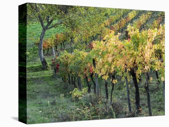 Italy, Tuscany. Vineyard in Autumn in the Chianti Region of Tuscany-Julie Eggers-Stretched Canvas