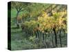 Italy, Tuscany. Vineyard in Autumn in the Chianti Region of Tuscany-Julie Eggers-Stretched Canvas