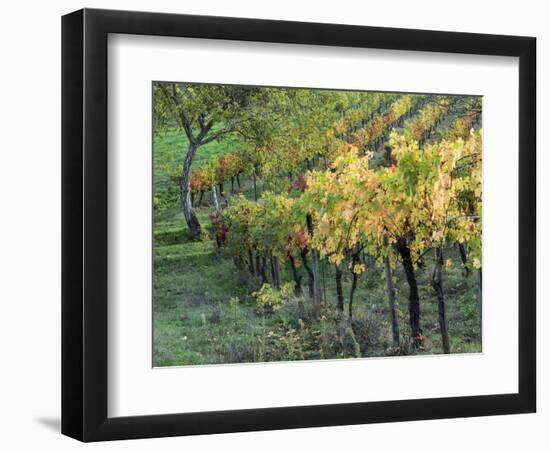 Italy, Tuscany. Vineyard in Autumn in the Chianti Region of Tuscany-Julie Eggers-Framed Photographic Print