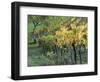 Italy, Tuscany. Vineyard in Autumn in the Chianti Region of Tuscany-Julie Eggers-Framed Photographic Print