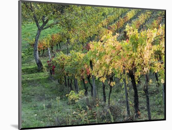 Italy, Tuscany. Vineyard in Autumn in the Chianti Region of Tuscany-Julie Eggers-Mounted Photographic Print
