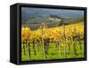 Italy, Tuscany. Vineyard in Autumn in the Chianti Region of Tuscany-Julie Eggers-Framed Stretched Canvas