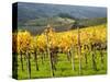 Italy, Tuscany. Vineyard in Autumn in the Chianti Region of Tuscany-Julie Eggers-Stretched Canvas