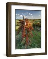 Italy,Tuscany. Vineyard in Autumn in the Chianti Region of Tuscany-Julie Eggers-Framed Photographic Print