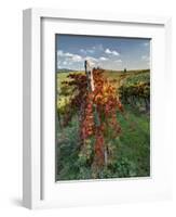 Italy,Tuscany. Vineyard in Autumn in the Chianti Region of Tuscany-Julie Eggers-Framed Photographic Print