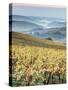 Italy, Tuscany. Vineyard with Foggy Valley Beyond in Chianti Region-Julie Eggers-Stretched Canvas