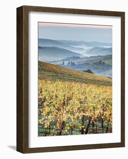 Italy, Tuscany. Vineyard with Foggy Valley Beyond in Chianti Region-Julie Eggers-Framed Photographic Print