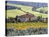 Italy, Tuscany. Vineyards and Olive Trees in Autumn by a House-Julie Eggers-Stretched Canvas