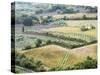 Italy, Tuscany. Vineyards and Olive Trees in Autumn in the Val Dorcia-Julie Eggers-Stretched Canvas