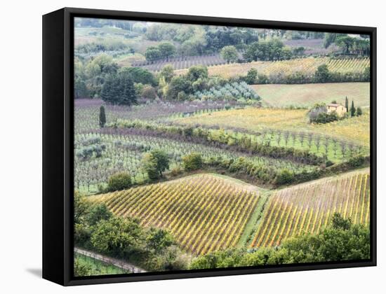 Italy, Tuscany. Vineyards and Olive Trees in Autumn in the Val Dorcia-Julie Eggers-Framed Stretched Canvas