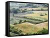 Italy, Tuscany. Vineyards and Olive Trees in Autumn in the Val Dorcia-Julie Eggers-Framed Stretched Canvas