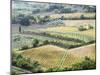 Italy, Tuscany. Vineyards and Olive Trees in Autumn in the Val Dorcia-Julie Eggers-Mounted Premium Photographic Print