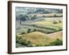 Italy, Tuscany. Vineyards and Olive Trees in Autumn in the Val Dorcia-Julie Eggers-Framed Photographic Print