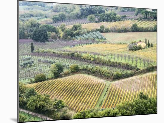 Italy, Tuscany. Vineyards and Olive Trees in Autumn in the Val Dorcia-Julie Eggers-Mounted Photographic Print