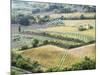 Italy, Tuscany. Vineyards and Olive Trees in Autumn in the Val Dorcia-Julie Eggers-Mounted Photographic Print
