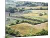 Italy, Tuscany. Vineyards and Olive Trees in Autumn in the Val Dorcia-Julie Eggers-Mounted Photographic Print