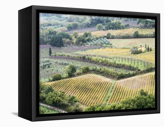 Italy, Tuscany. Vineyards and Olive Trees in Autumn in the Val Dorcia-Julie Eggers-Framed Stretched Canvas